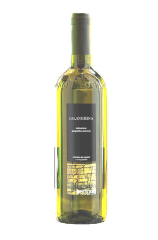 WHITE WINE FALANGHINA IGP